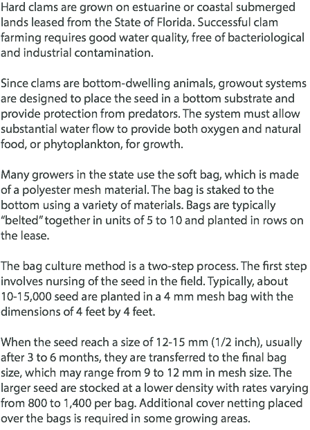Hard clams are grown on estuarine or coastal submerged lands leased from the State of Florida. Successful clam farming requires good water quality, free of bacteriological and industrial contamination. Since clams are bottom-dwelling animals, growout systems are designed to place the seed in a bottom substrate and provide protection from predators. The system must allow substantial water flow to provide both oxygen and natural food, or phytoplankton, for growth. Many growers in the state use the soft bag, which is made of a polyester mesh material. The bag is staked to the bottom using a variety of materials. Bags are typically “belted” together in units of 5 to 10 and planted in rows on the lease. The bag culture method is a two-step process. The first step involves nursing of the seed in the field. Typically, about 10-15,000 seed are planted in a 4 mm mesh bag with the dimensions of 4 feet by 4 feet. When the seed reach a size of 12-15 mm (1/2 inch), usually after 3 to 6 months, they are transferred to the final bag size, which may range from 9 to 12 mm in mesh size. The larger seed are stocked at a lower density with rates varying from 800 to 1,400 per bag. Additional cover netting placed over the bags is required in some growing areas. 