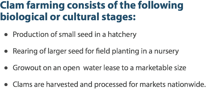 Clam farming consists of the following biological or cultural stages: Production of small seed in a hatchery  Rearing of larger seed for field planting in a nursery  Growout on an open water lease to a marketable size  Clams are harvested and processed for markets nationwide.