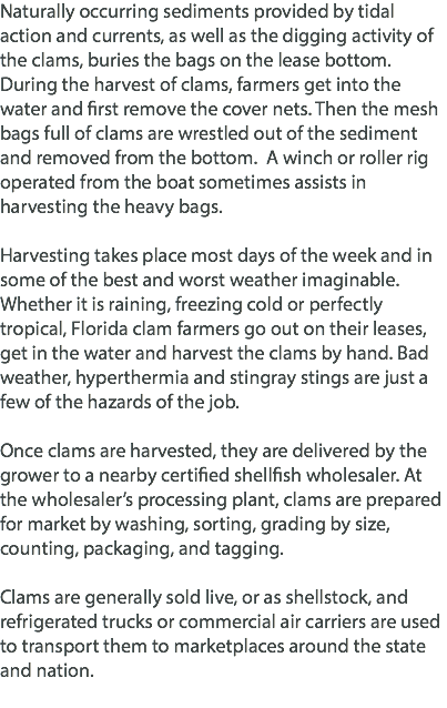 Naturally occurring sediments provided by tidal action and currents, as well as the digging activity of the clams, buries the bags on the lease bottom. During the harvest of clams, farmers get into the water and first remove the cover nets. Then the mesh bags full of clams are wrestled out of the sediment and removed from the bottom. A winch or roller rig operated from the boat sometimes assists in harvesting the heavy bags. Harvesting takes place most days of the week and in some of the best and worst weather imaginable. Whether it is raining, freezing cold or perfectly tropical, Florida clam farmers go out on their leases, get in the water and harvest the clams by hand. Bad weather, hyperthermia and stingray stings are just a few of the hazards of the job. Once clams are harvested, they are delivered by the grower to a nearby certified shellfish wholesaler. At the wholesaler’s processing plant, clams are prepared for market by washing, sorting, grading by size, counting, packaging, and tagging. Clams are generally sold live, or as shellstock, and refrigerated trucks or commercial air carriers are used to transport them to marketplaces around the state and nation. 