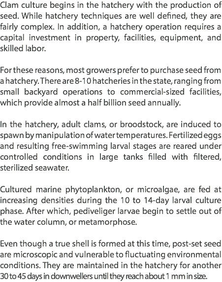 Clam culture begins in the hatchery with the production of seed. While hatchery techniques are well defined, they are fairly complex. In addition, a hatchery operation requires a capital investment in property, facilities, equipment, and skilled labor. For these reasons, most growers prefer to purchase seed from a hatchery. There are 8-10 hatcheries in the state, ranging from small backyard operations to commercial-sized facilities, which provide almost a half billion seed annually. In the hatchery, adult clams, or broodstock, are induced to spawn by manipulation of water temperatures. Fertilized eggs and resulting free-swimming larval stages are reared under controlled conditions in large tanks filled with filtered, sterilized seawater. Cultured marine phytoplankton, or microalgae, are fed at increasing densities during the 10 to 14-day larval culture phase. After which, pediveliger larvae begin to settle out of the water column, or metamorphose. Even though a true shell is formed at this time, post-set seed are microscopic and vulnerable to fluctuating environmental conditions. They are maintained in the hatchery for another 30 to 45 days in downwellers until they reach about 1 mm in size.