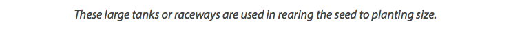 These large tanks or raceways are used in rearing the seed to planting size.