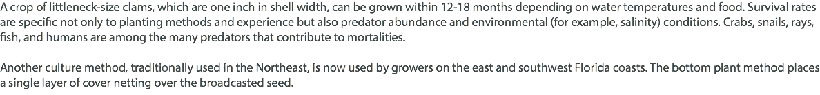 A crop of littleneck-size clams, which are one inch in shell width, can be grown within 12-18 months depending on water temperatures and food. Survival rates are specific not only to planting methods and experience but also predator abundance and environmental (for example, salinity) conditions. Crabs, snails, rays, fish, and humans are among the many predators that contribute to mortalities. Another culture method, traditionally used in the Northeast, is now used by growers on the east and southwest Florida coasts. The bottom plant method places a single layer of cover netting over the broadcasted seed.