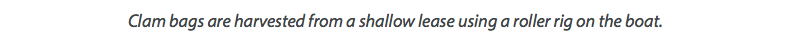 Clam bags are harvested from a shallow lease using a roller rig on the boat.