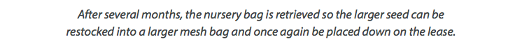 After several months, the nursery bag is retrieved so the larger seed can be restocked into a larger mesh bag and once again be placed down on the lease. 