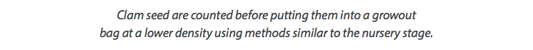Clam seed are counted before putting them into a growout bag at a lower density using methods similar to the nursery stage. 