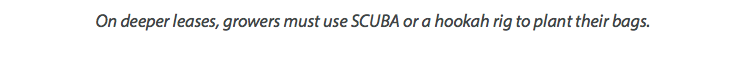 On deeper leases, growers must use SCUBA or a hookah rig to plant their bags.