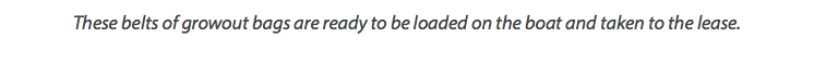These belts of growout bags are ready to be loaded on the boat and taken to the lease. 