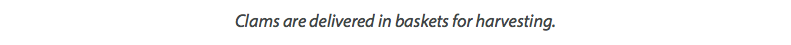 Clams are delivered in baskets for harvesting.