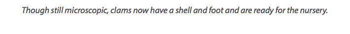 Though still microscopic, clams now have a shell and foot and are ready for the nursery. 