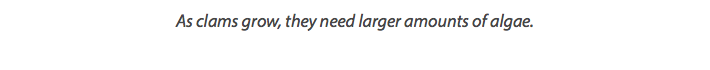 As clams grow, they need larger amounts of algae.