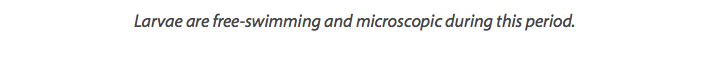 Larvae are free-swimming and microscopic during this period.