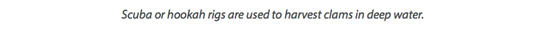 Scuba or hookah rigs are used to harvest clams in deep water.