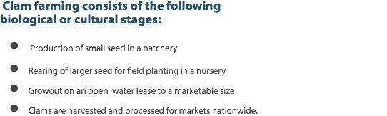  Clam farming consists of the following biological or cultural stages: Production of small seed in a hatchery  Rearing of larger seed for field planting in a nursery  Growout on an open water lease to a marketable size  Clams are harvested and processed for markets nationwide.